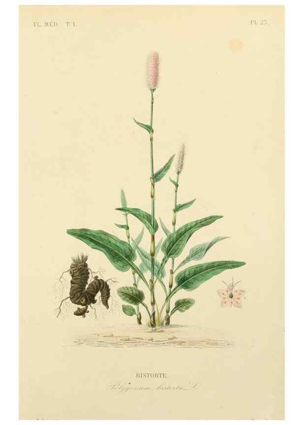 Reproducción/Reproduction 49583752412: Le Règne végétal;. Paris,L. Guérin,1870-72.. 