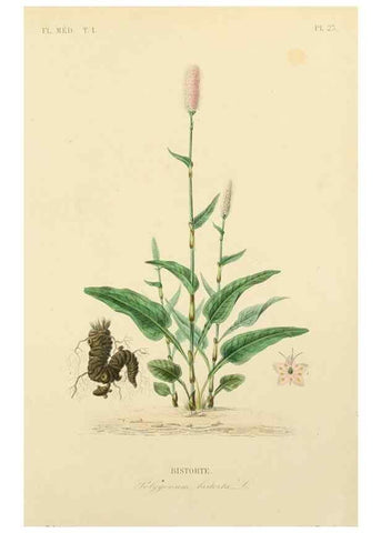 Reproducción/Reproduction 49583752412: Le Règne végétal;. Paris,L. Guérin,1870-72.. 