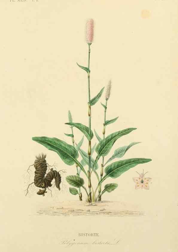 Reproducción/Reproduction 49583752412: Le Règne végétal;. Paris,L. Guérin,1870-72.. 
