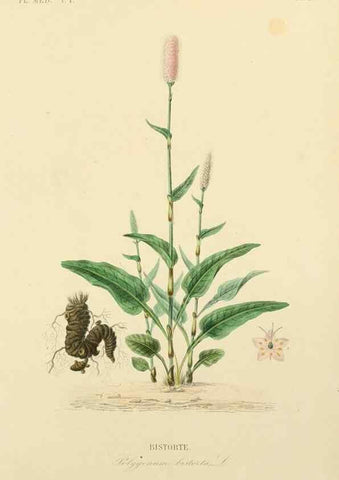 Reproducción/Reproduction 49583752412: Le Règne végétal;. Paris,L. Guérin,1870-72.. 