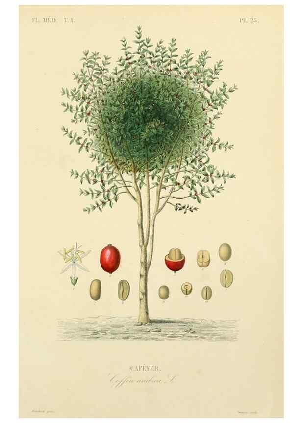 Reproducción/Reproduction 49583517151: Le Règne végétal;. Paris,L. Guérin,1870-72.. 