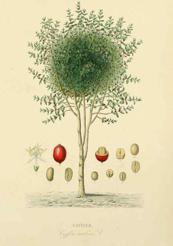 Reproducción/Reproduction 49583517151: Le Règne végétal;. Paris,L. Guérin,1870-72.. 