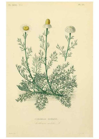 Reproducción/Reproduction 49583517586: Le Règne végétal;. Paris,L. Guérin,1870-72.. 