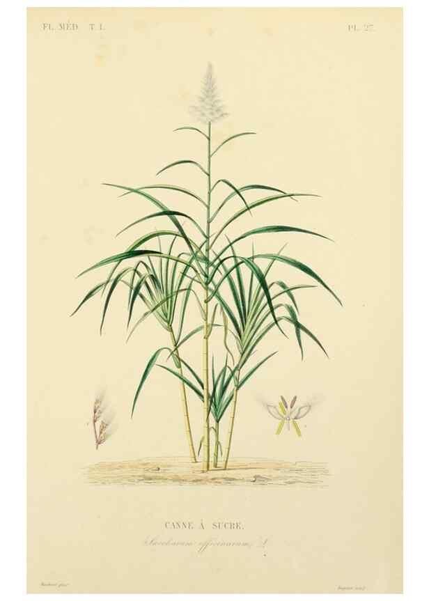 Reproducción/Reproduction 49583517841: Le Règne végétal;. Paris,L. Guérin,1870-72.. 