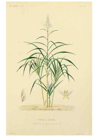 Reproducción/Reproduction 49583517841: Le Règne végétal;. Paris,L. Guérin,1870-72.. 