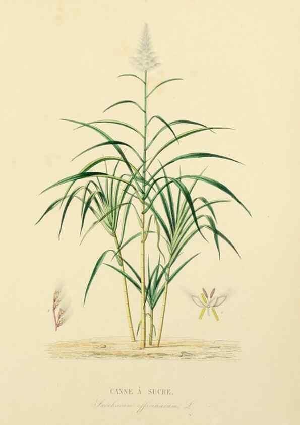 Reproducción/Reproduction 49583517841: Le Règne végétal;. Paris,L. Guérin,1870-72.. 
