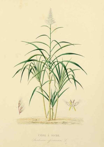 Reproducción/Reproduction 49583517841: Le Règne végétal;. Paris,L. Guérin,1870-72.. 