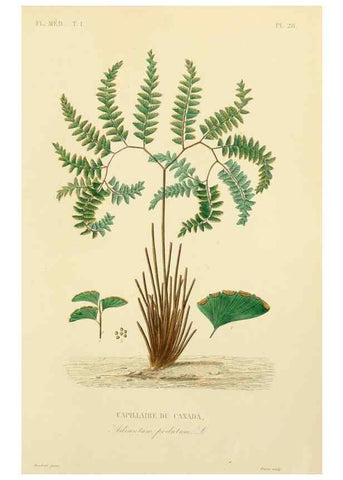 Reproducción/Reproduction 49583023213: Le Règne végétal;. Paris,L. Guérin,1870-72.. 