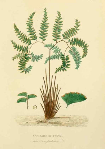 Reproducción/Reproduction 49583023213: Le Règne végétal;. Paris,L. Guérin,1870-72.. 