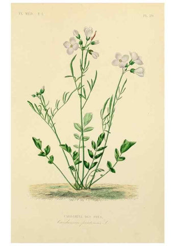 Reproducción/Reproduction 49583023443: Le Règne végétal;. Paris,L. Guérin,1870-72.. 