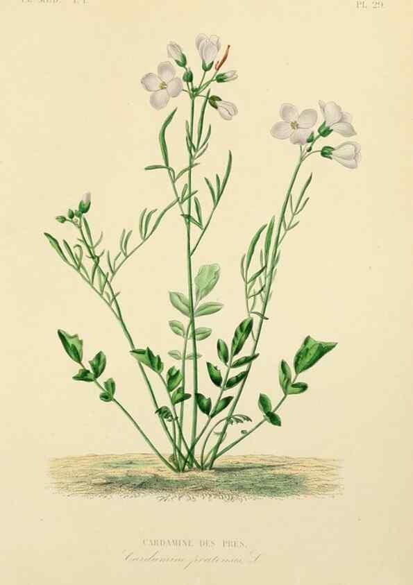 Reproducción/Reproduction 49583023443: Le Règne végétal;. Paris,L. Guérin,1870-72.. 