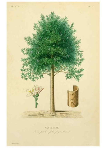 Reproducción/Reproduction 49583749462: Le Règne végétal;. Paris,L. Guérin,1870-72.. 