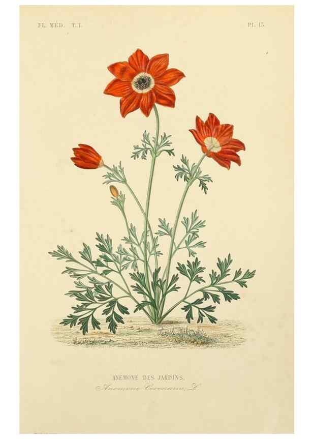Reproducción/Reproduction 49583749187: Le Règne végétal;. Paris,L. Guérin,1870-72.. 