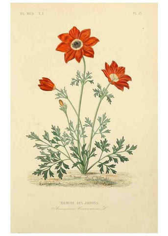 Reproducción/Reproduction 49583749187: Le Règne végétal;. Paris,L. Guérin,1870-72.. 