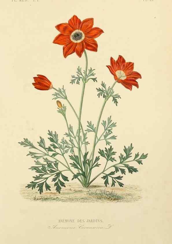 Reproducción/Reproduction 49583749187: Le Règne végétal;. Paris,L. Guérin,1870-72.. 