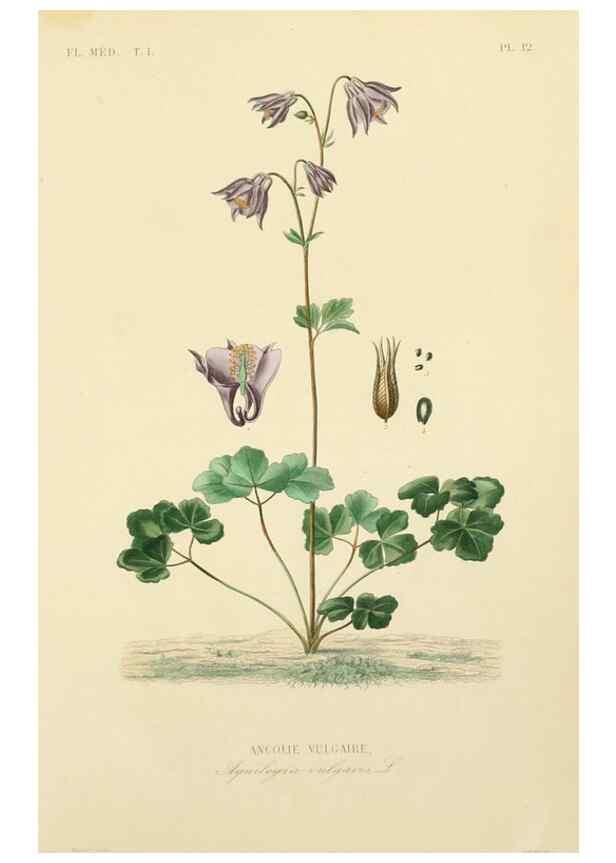 Reproducción/Reproduction 49583513016: Le Règne végétal;. Paris,L. Guérin,1870-72.. 