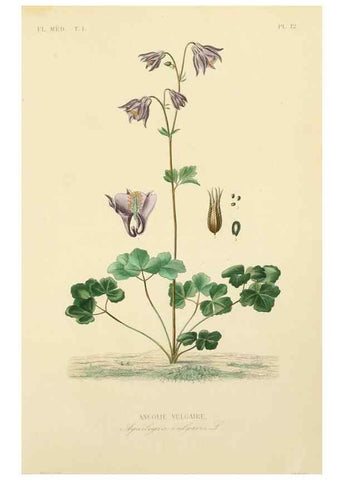 Reproducción/Reproduction 49583513016: Le Règne végétal;. Paris,L. Guérin,1870-72.. 