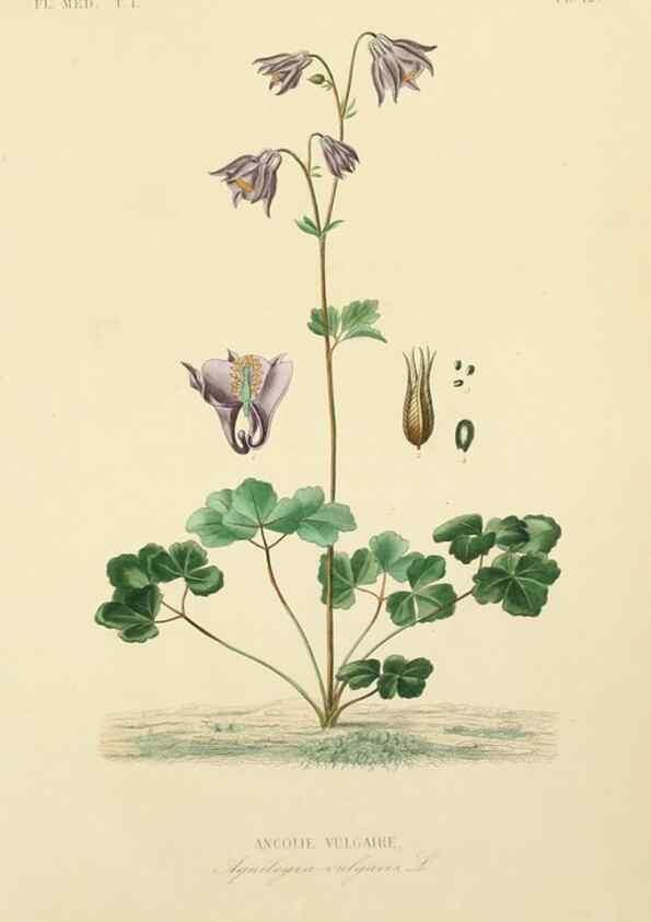 Reproducción/Reproduction 49583513016: Le Règne végétal;. Paris,L. Guérin,1870-72.. 
