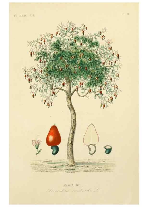 Reproducción/Reproduction 49583748687: Le Règne végétal;. Paris,L. Guérin,1870-72.. 