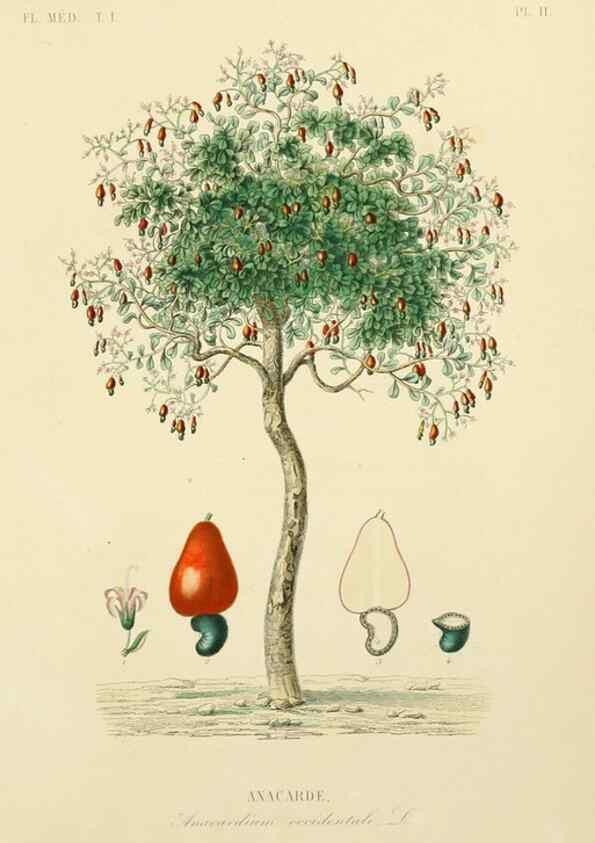 Reproducción/Reproduction 49583748687: Le Règne végétal;. Paris,L. Guérin,1870-72.. 