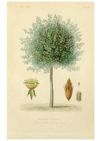 Reproducción/Reproduction 49583686172: Le Règne végétal;. Paris,L. Guérin,1870-72.. 