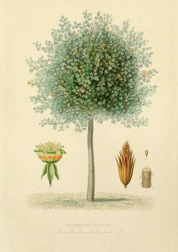 Reproducción/Reproduction 49583686172: Le Règne végétal;. Paris,L. Guérin,1870-72.. 