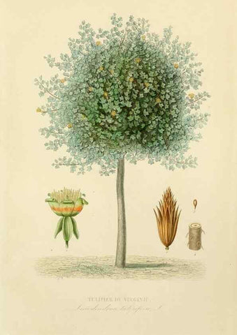 Reproducción/Reproduction 49583686172: Le Règne végétal;. Paris,L. Guérin,1870-72.. 
