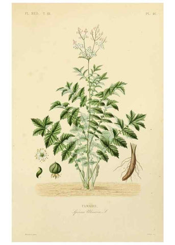 Reproducción/Reproduction 49582953888: Le Règne végétal;. Paris,L. Guérin,1870-72.. 