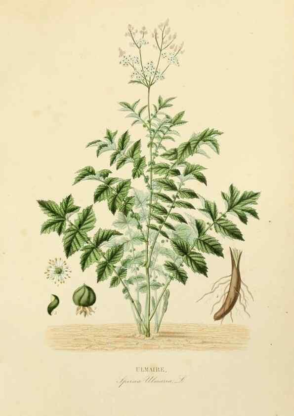 Reproducción/Reproduction 49582953888: Le Règne végétal;. Paris,L. Guérin,1870-72.. 