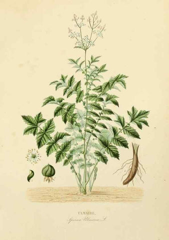 Reproducción/Reproduction 49582953888: Le Règne végétal;. Paris,L. Guérin,1870-72.. 