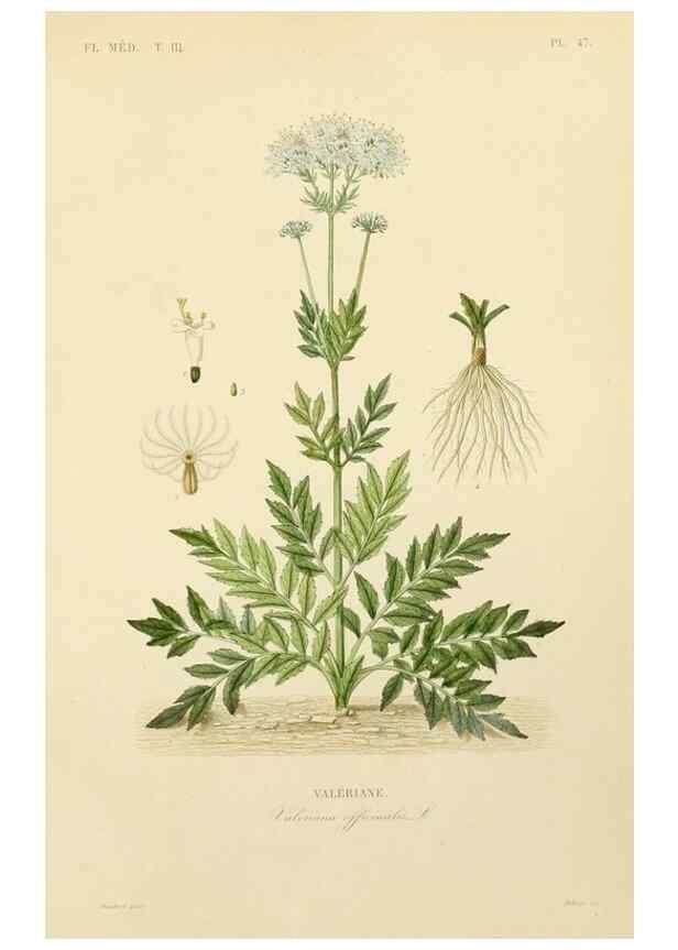 Reproducción/Reproduction 49583686562: Le Règne végétal;. Paris,L. Guérin,1870-72.. 
