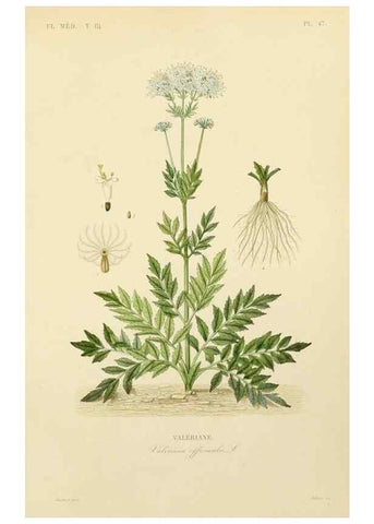 Reproducción/Reproduction 49583686562: Le Règne végétal;. Paris,L. Guérin,1870-72.. 