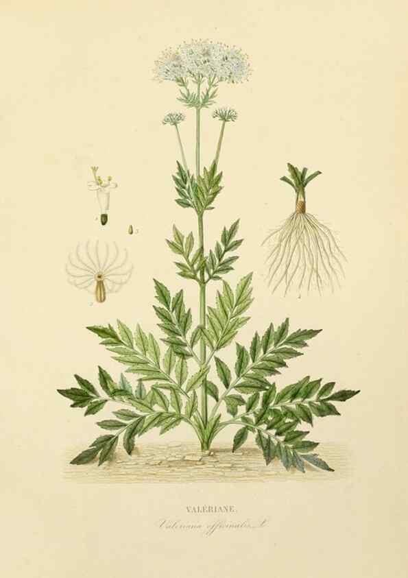 Reproducción/Reproduction 49583686562: Le Règne végétal;. Paris,L. Guérin,1870-72.. 