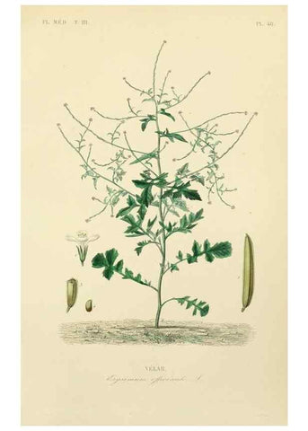 Reproducción/Reproduction 49583686822: Le Règne végétal;. Paris,L. Guérin,1870-72.. 