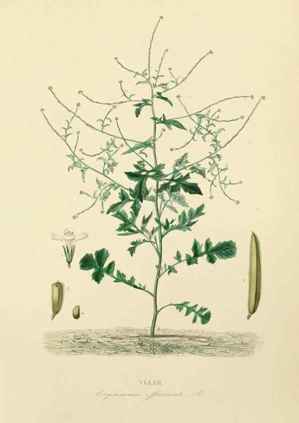 Reproducción/Reproduction 49583686822: Le Règne végétal;. Paris,L. Guérin,1870-72.. 