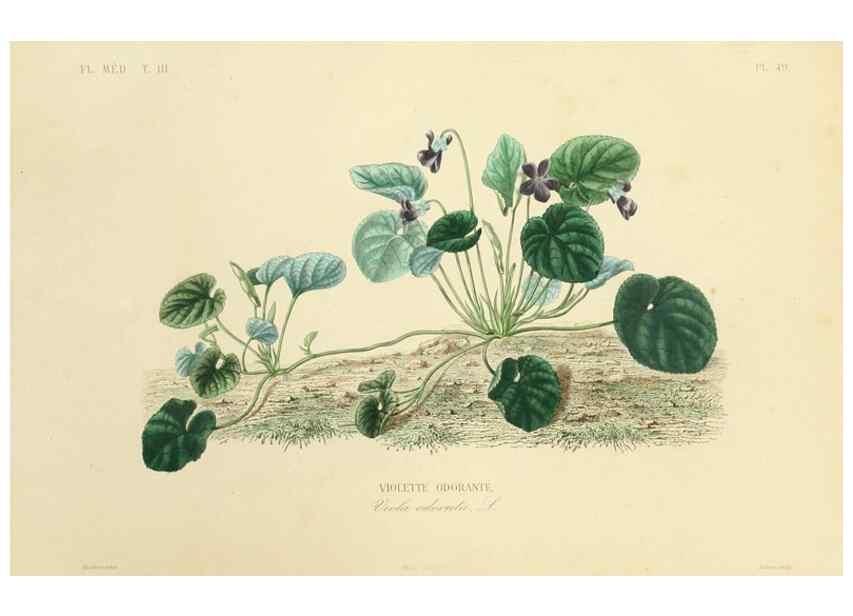 Reproducción/Reproduction 49583687067: Le Règne végétal;. Paris,L. Guérin,1870-72.. 