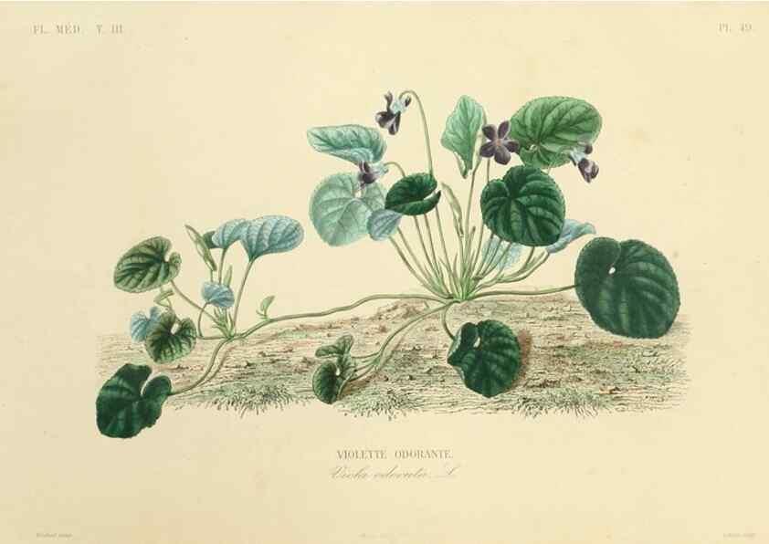 Reproducción/Reproduction 49583687067: Le Règne végétal;. Paris,L. Guérin,1870-72.. 