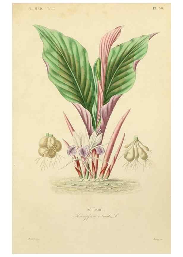 Reproducción/Reproduction 49583450726: Le Règne végétal;. Paris,L. Guérin,1870-72.. 