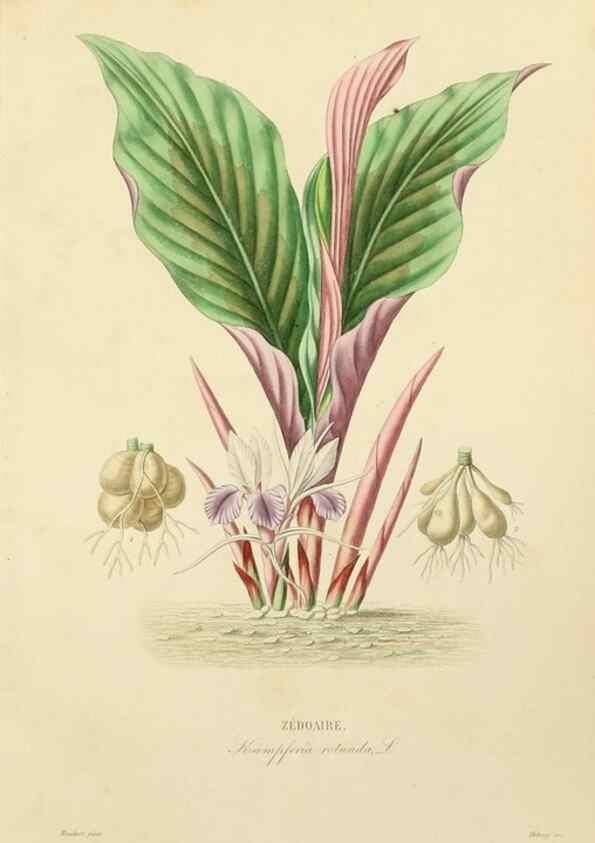 Reproducción/Reproduction 49583450726: Le Règne végétal;. Paris,L. Guérin,1870-72.. 