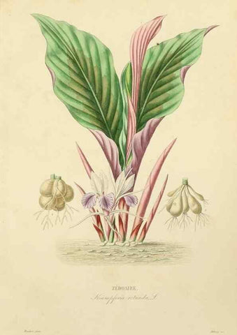 Reproducción/Reproduction 49583450726: Le Règne végétal;. Paris,L. Guérin,1870-72.. 