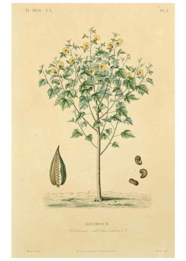 Reproducción/Reproduction 49583745932: Le Règne végétal;. Paris,L. Guérin,1870-72.. 