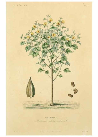 Reproducción/Reproduction 49583745932: Le Règne végétal;. Paris,L. Guérin,1870-72.. 