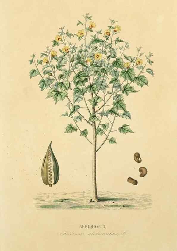 Reproducción/Reproduction 49583745932: Le Règne végétal;. Paris,L. Guérin,1870-72.. 