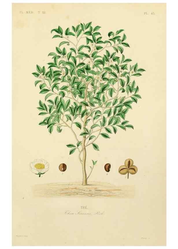 Reproducción/Reproduction 49583448996: Le Règne végétal;. Paris,L. Guérin,1870-72.. 