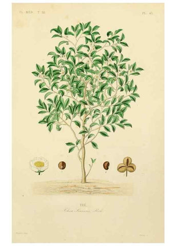 Reproducción/Reproduction 49583448996: Le Règne végétal;. Paris,L. Guérin,1870-72.. 
