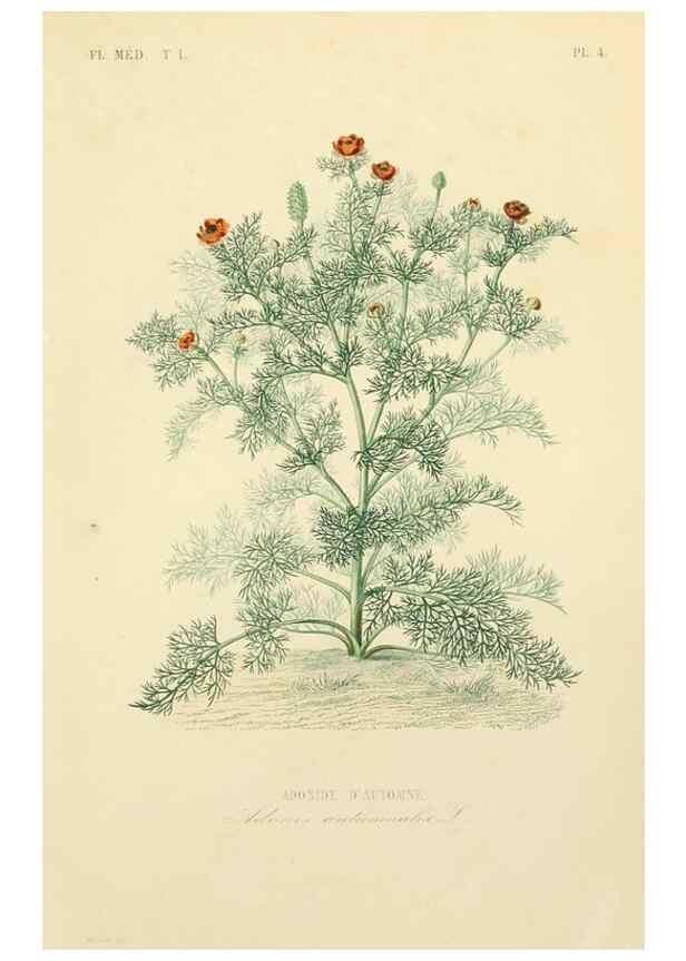 Reproducción/Reproduction 49583510746: Le Règne végétal;. Paris,L. Guérin,1870-72.. 