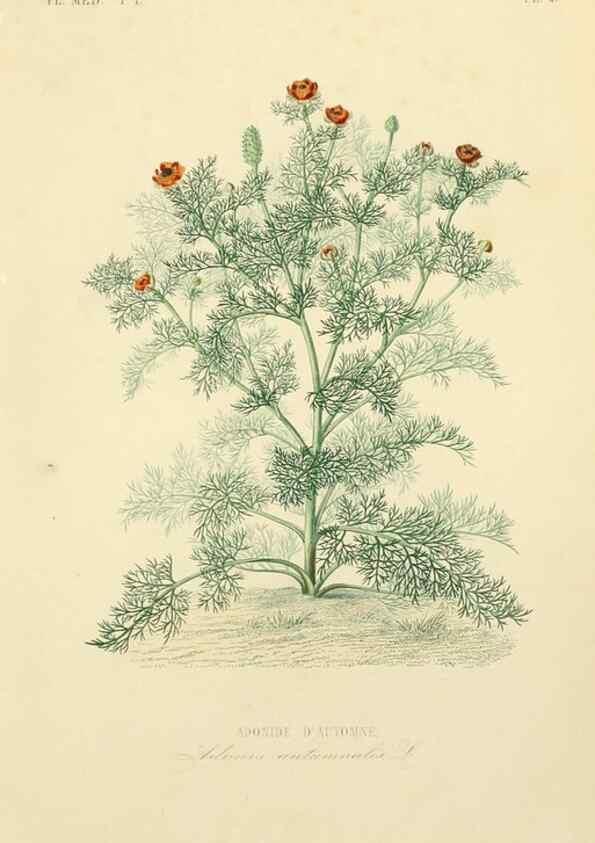Reproducción/Reproduction 49583510746: Le Règne végétal;. Paris,L. Guérin,1870-72.. 