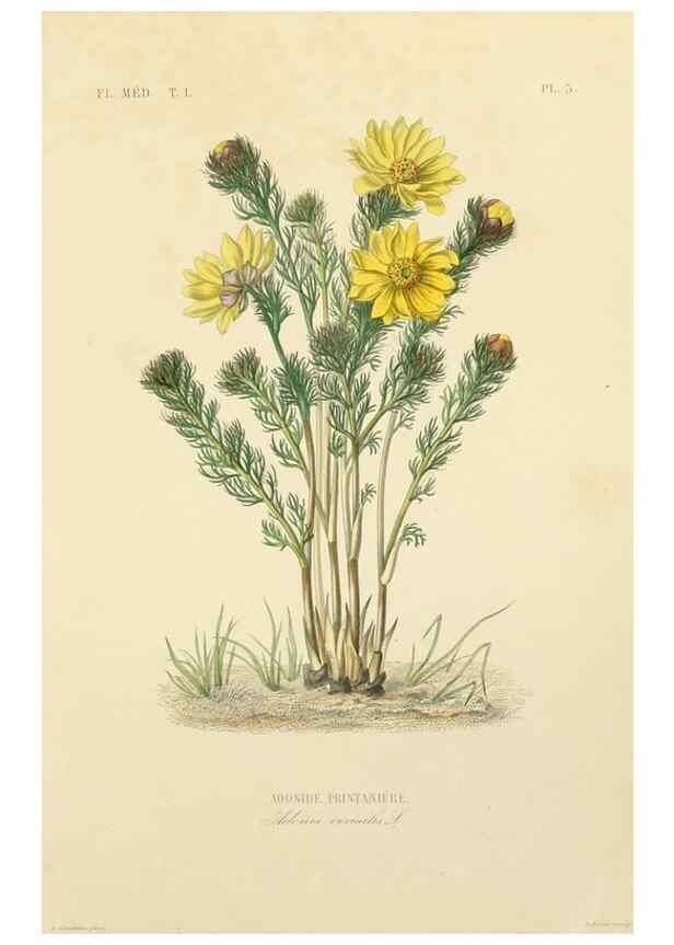 Reproducción/Reproduction 49583747092: Le Règne végétal;. Paris,L. Guérin,1870-72.. 