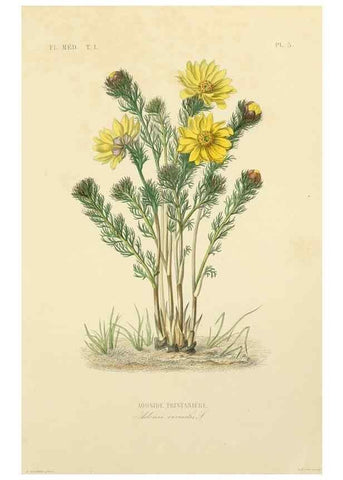 Reproducción/Reproduction 49583747092: Le Règne végétal;. Paris,L. Guérin,1870-72.. 