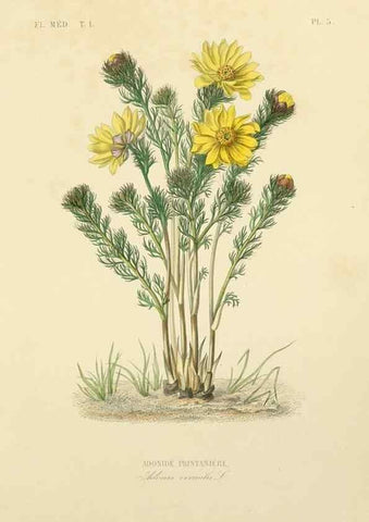 Reproducción/Reproduction 49583747092: Le Règne végétal;. Paris,L. Guérin,1870-72.. 
